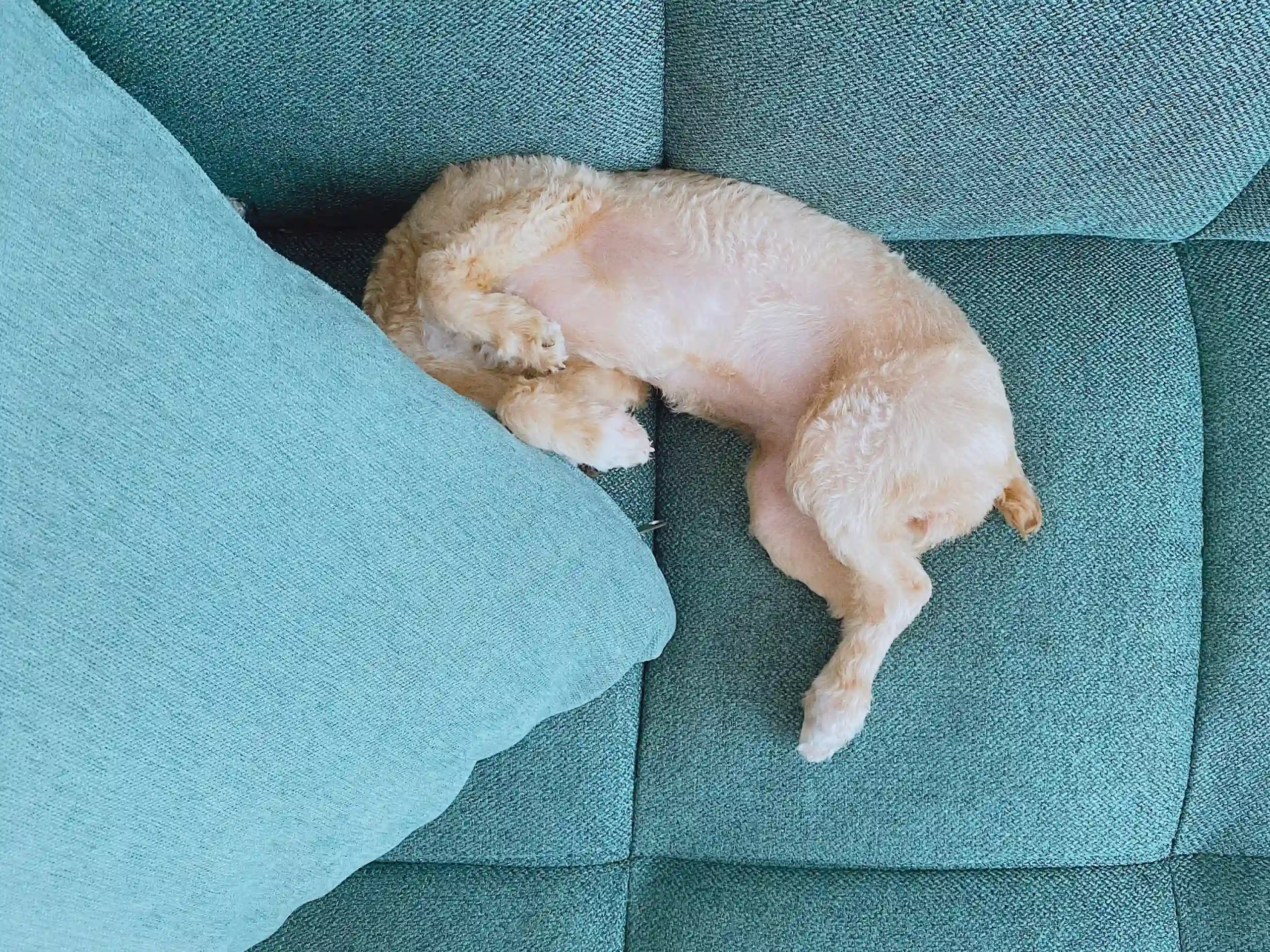 Why Does My Dog Hide Her Puppies